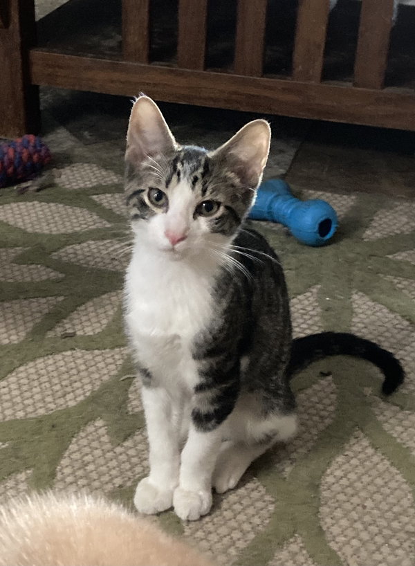 Charlie in OHIO