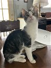 adoptable Cat in rochester, MI named Chloe- OHIO Adoption