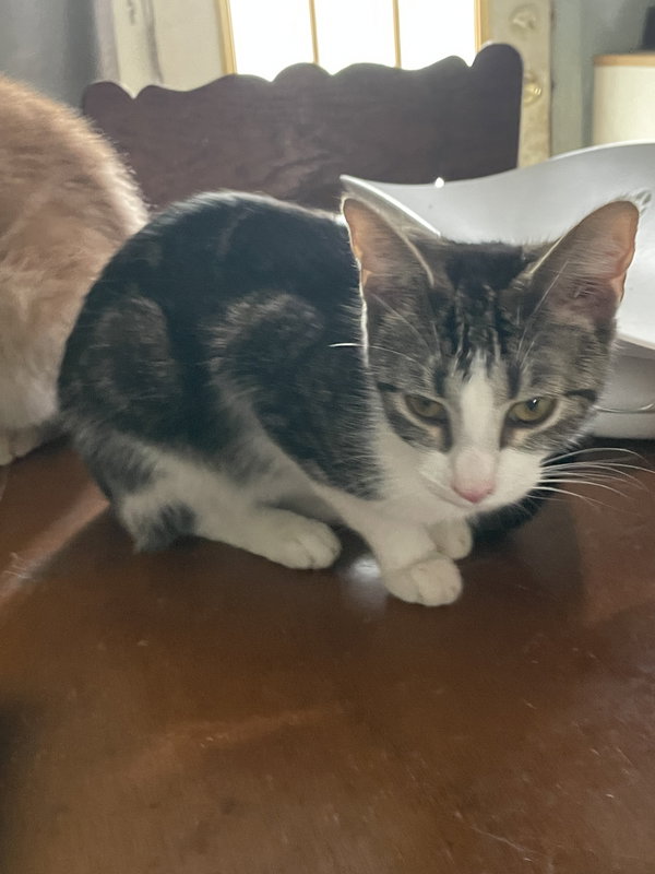 Chloe- OHIO Adoption