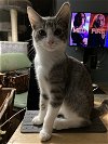 adoptable Cat in rochester, MI named Carson -OHIO