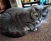 adoptable Cat in , MI named Nimbas, Raven & Ripley