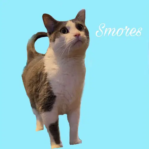 S'mores - Domestic Short Hair