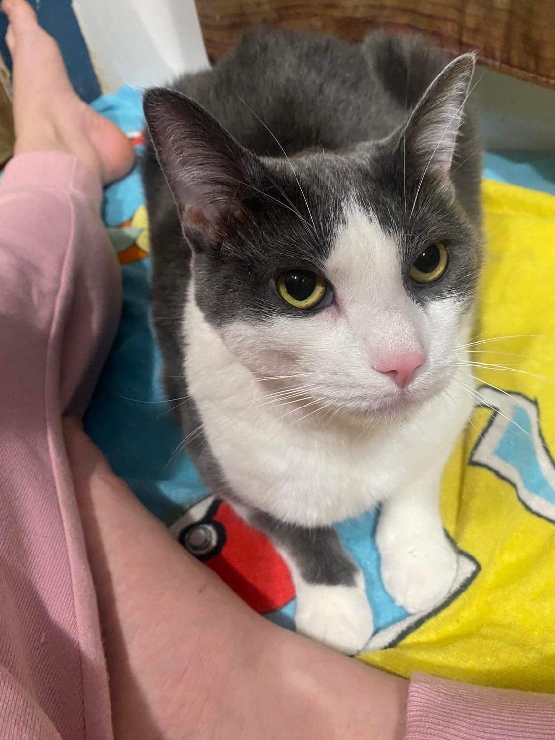 adoptable Cat in Rochester, MI named S'mores