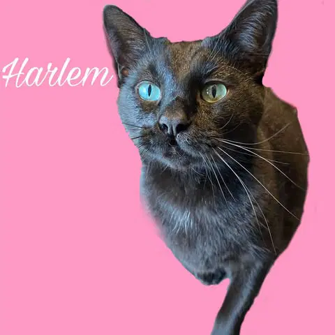 Harlem - Domestic Short Hair