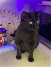 adoptable Cat in rochester, MI named Harlem