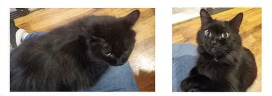 Luna - Domestic Medium Hair