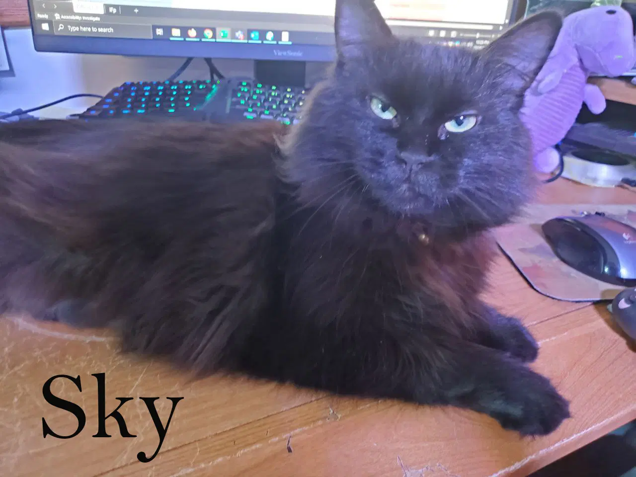 Sky - Domestic Medium Hair