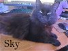 adoptable Cat in  named Sky
