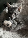Pip Needs a sponsor