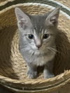 Pip  Needs a sponsor