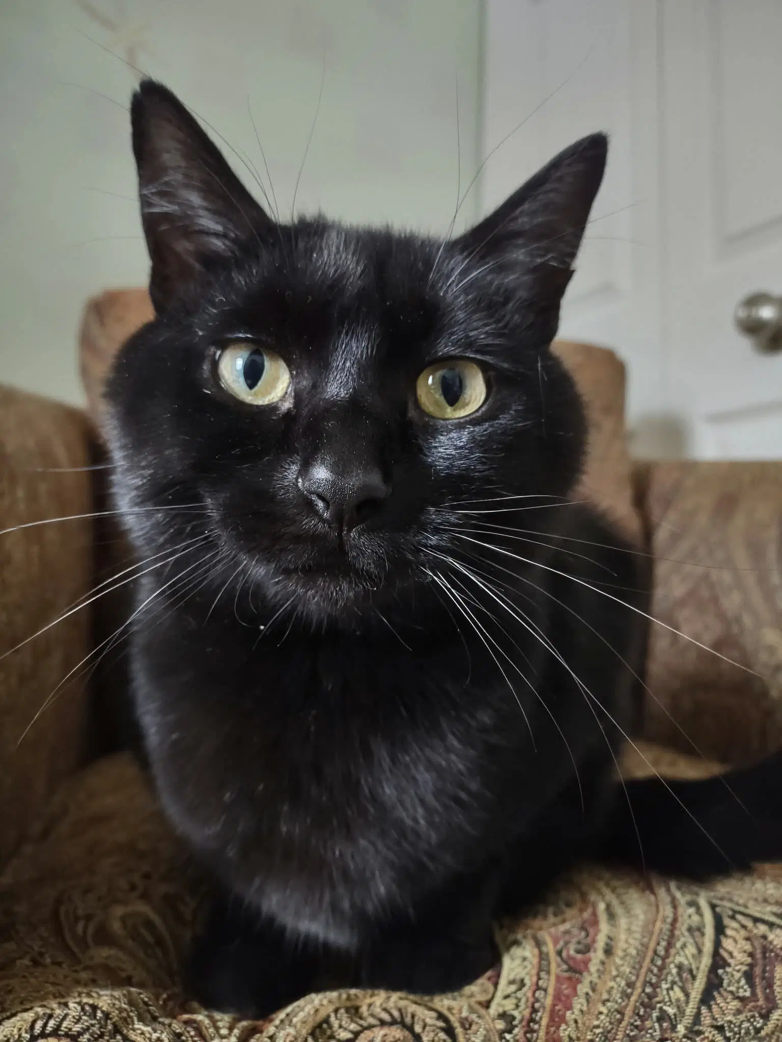 Blue - Domestic Short Hair