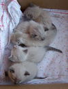 Mimi's Kittens