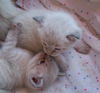 Mimi's Kittens