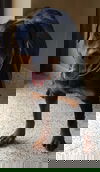 Bruna