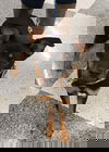 Roxxy