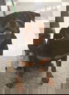 Bronson