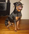Luther