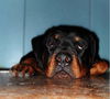 Luther