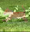 Bogeart
