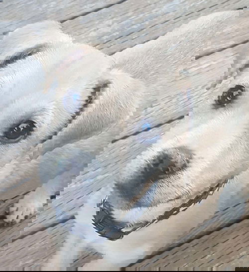 Bogeart