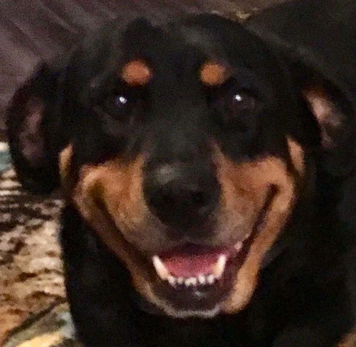 Brandy