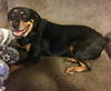 Brandy