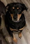 Brandy