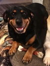 Brandy