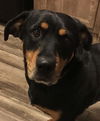 Brandy