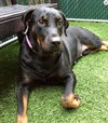 Roxy - Foster Needed