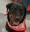 Roxy - Foster Needed