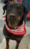 Roxy - Foster Needed