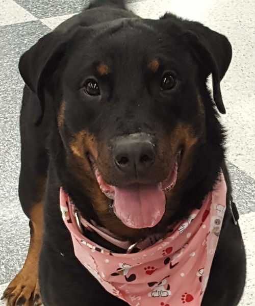 Roxy - Foster Needed