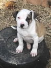 Britta