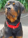 Brutus