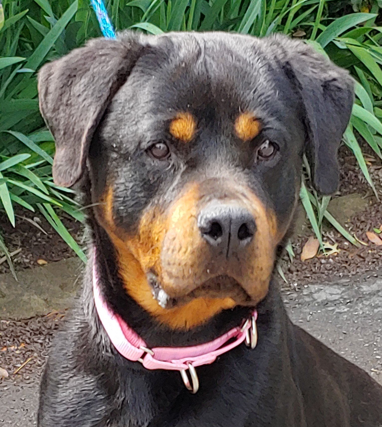 adoptable Dog in Hillsborough, NH named Tibby