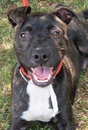 adoptable Dog in Hillsborough, NH named Fletcher