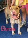 Blondie