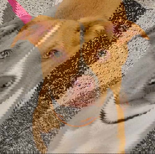 Draco
