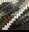 Bruno