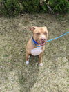 Ox -- Foster Needed