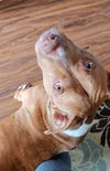 Ox -- Foster Needed