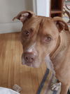Ox -- Foster Needed