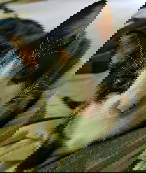 Dino