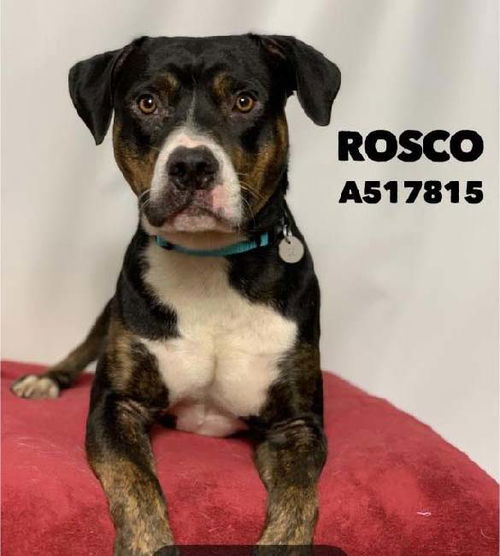 Roscoe