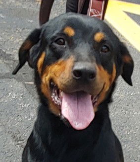Roxxy