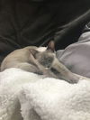 Myah