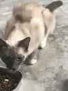 Myah