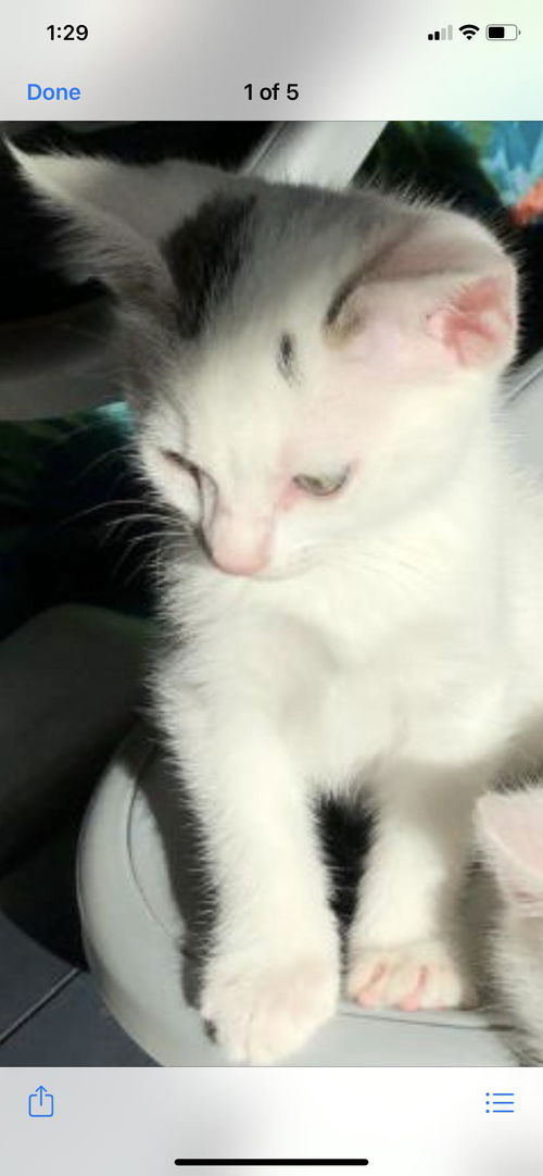 Ms Dottie