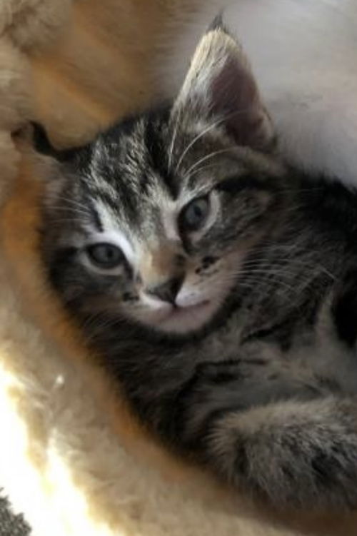 Mr Tabby Red